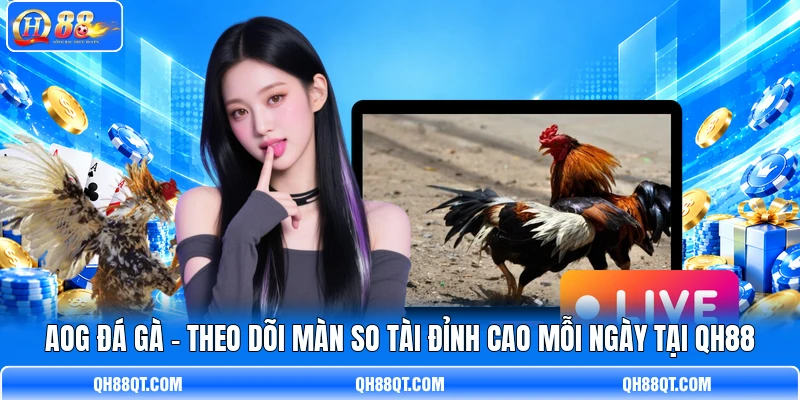 AOG Đá Gà - Theo Dõi Màn So Tài Đỉnh Cao Mỗi Ngày Tại QH88