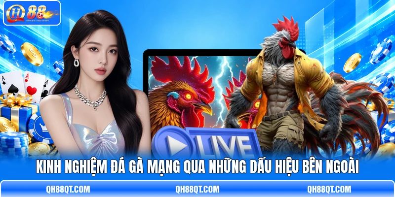 Kinh nghiệm đá gà mạng qua những dấu hiệu bên ngoài Kinh nghiệm đá gà mạng qua những dấu hiệu bên ngoài