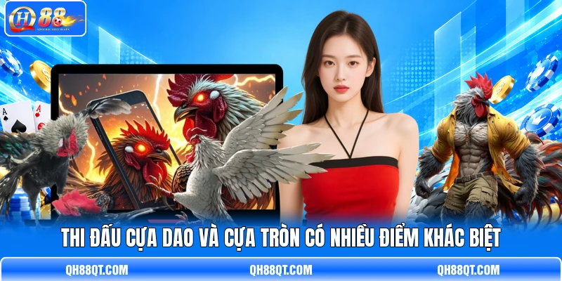 Thi đấu cựa dao và cựa tròn có nhiều điểm khác biệt Thi đấu cựa dao và cựa tròn có nhiều điểm khác biệt