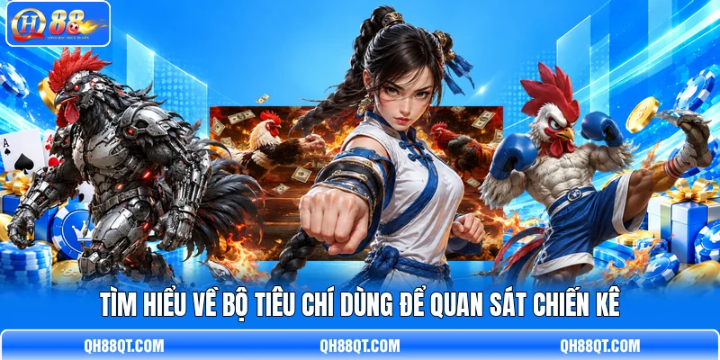 Tìm hiểu về bộ tiêu chí dùng để quan sát chiến kê Tìm hiểu về bộ tiêu chí dùng để quan sát chiến kê